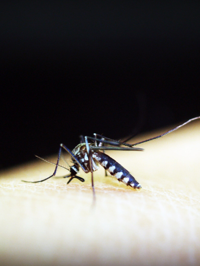 Read more about the article Prevention tips to reduce the risk of malaria