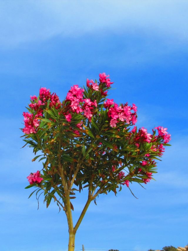 Read more about the article 10 Plants You Should Avoid Keeping at Home