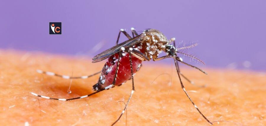 Read more about the article 3rd Case of Zika Virus Reported in Pune, NIV Testing 13 Samples