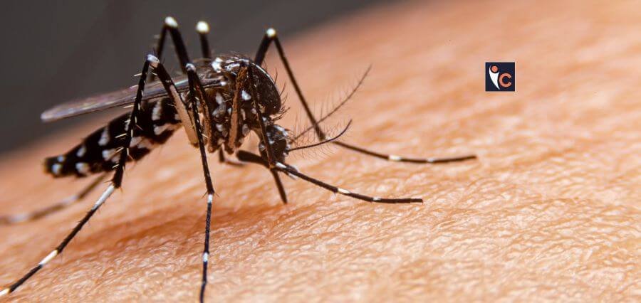 Read more about the article Alarming Surge of 1000 Dengue Cases in Bengaluru: Report