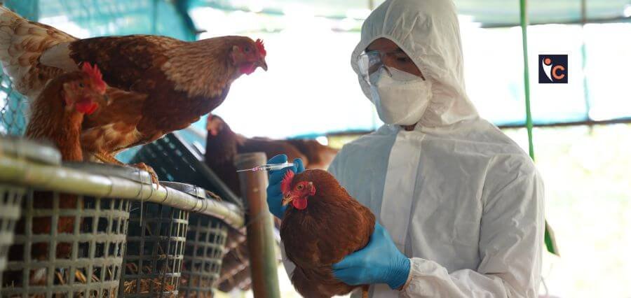 Read more about the article No Danger of Bird Flu or Avian Influenza Outbreak in Bengal: State Health Secretary