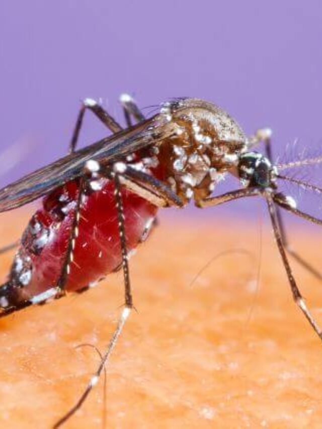 Read more about the article 10 Preventive Tips Against Dengue Infection