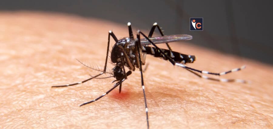 Dengue