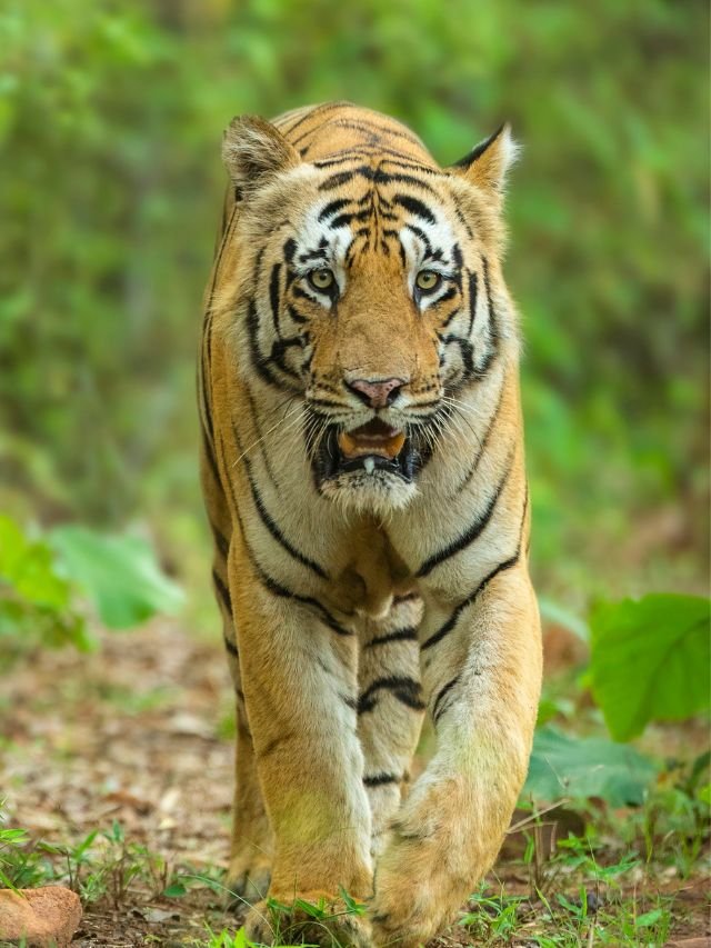 Read more about the article Top 10 Tips for a Tiger Safari in India