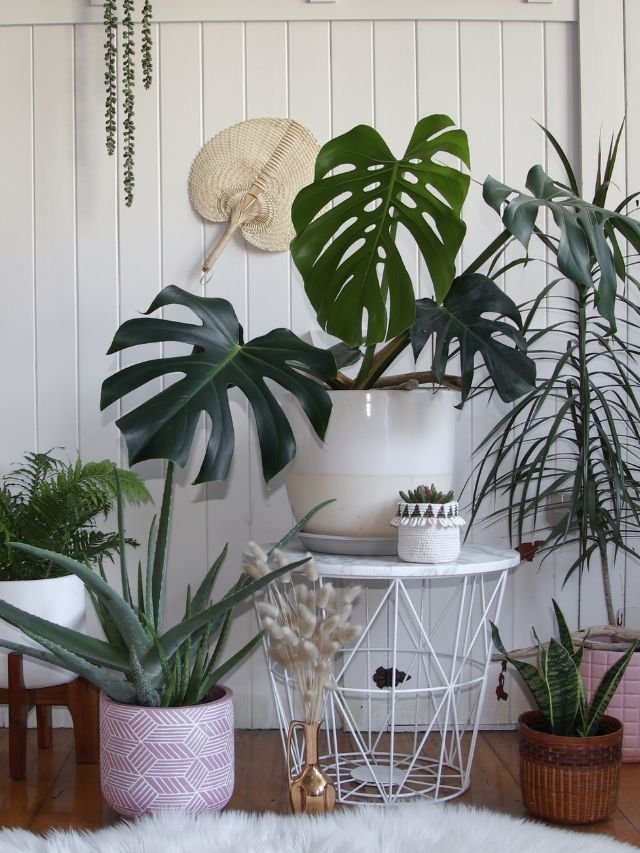Read more about the article 8 Indoor Plants to Boost Your Health